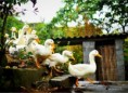 /album/quinto-varios/h-415-patos-jpg/